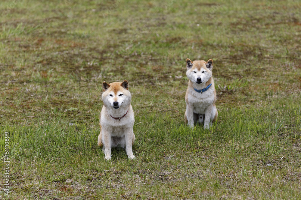 野原で遊ぶ柴犬 野原で遊ぶ柴犬