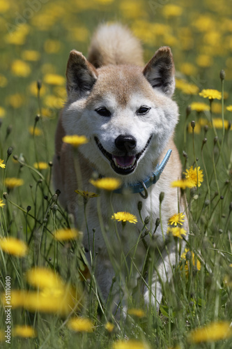 野原で遊ぶ柴犬 © mannpuku