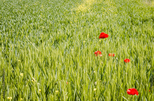 The flowers poppies in the wheat