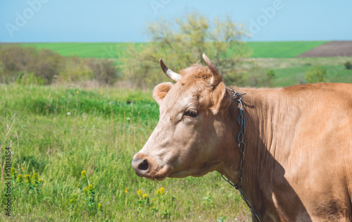 Сельскохозяйственная животноводческая ферма в Европе © konoplizkaya