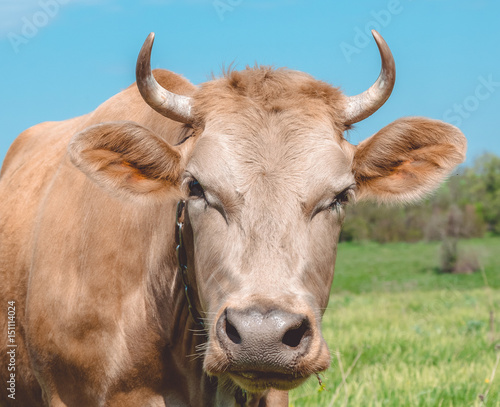 Крупный рогатый скот на пастбище. Сельское хозяйство и животноводство в Европе