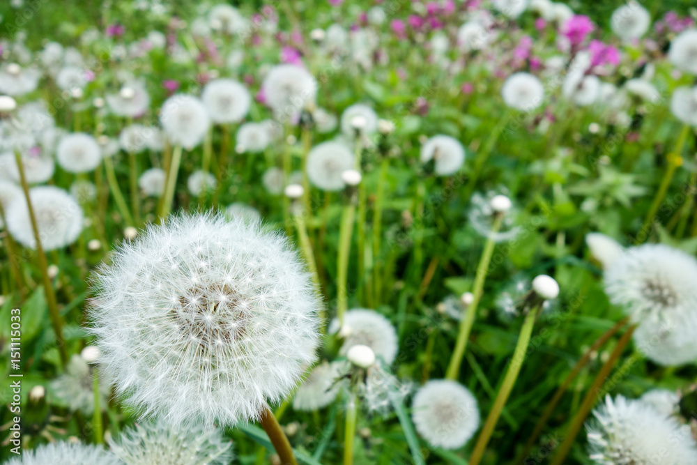 Dandelion Dandelion