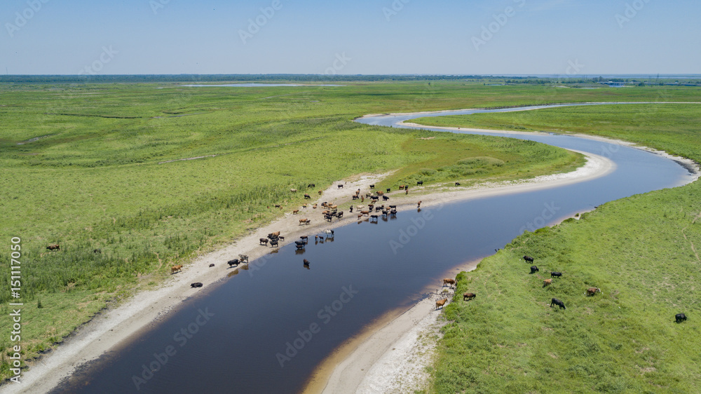 A Herd of Cattle near the River