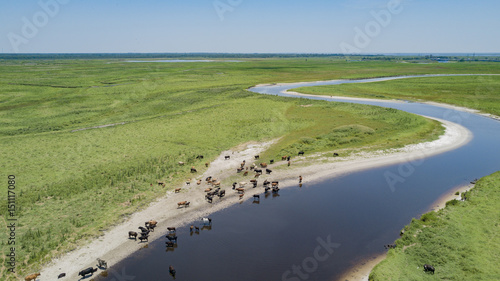 A Herd of Cattle near the River