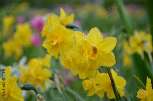 Fototapeta Naklejka Na Ścianę i Meble -  Narzissen - Osterglocken blühen im Garten