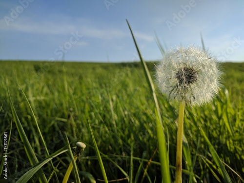 Pusteblume zwischen Grashalmen