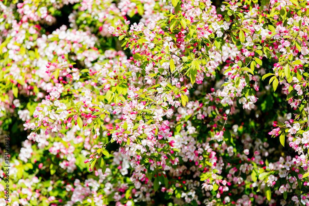branches of blooming sakura