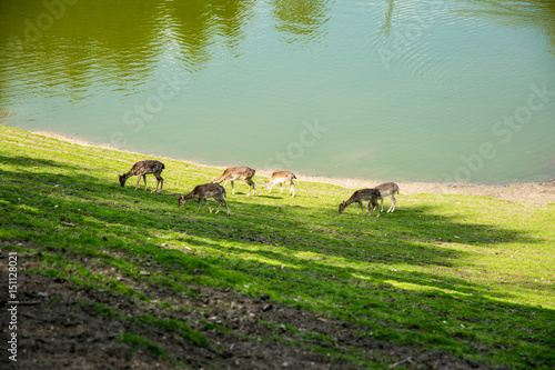 beautiful green view with deers in nature photo