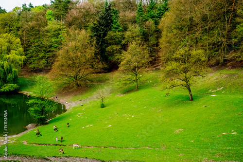 beautiful green view with deers in nature