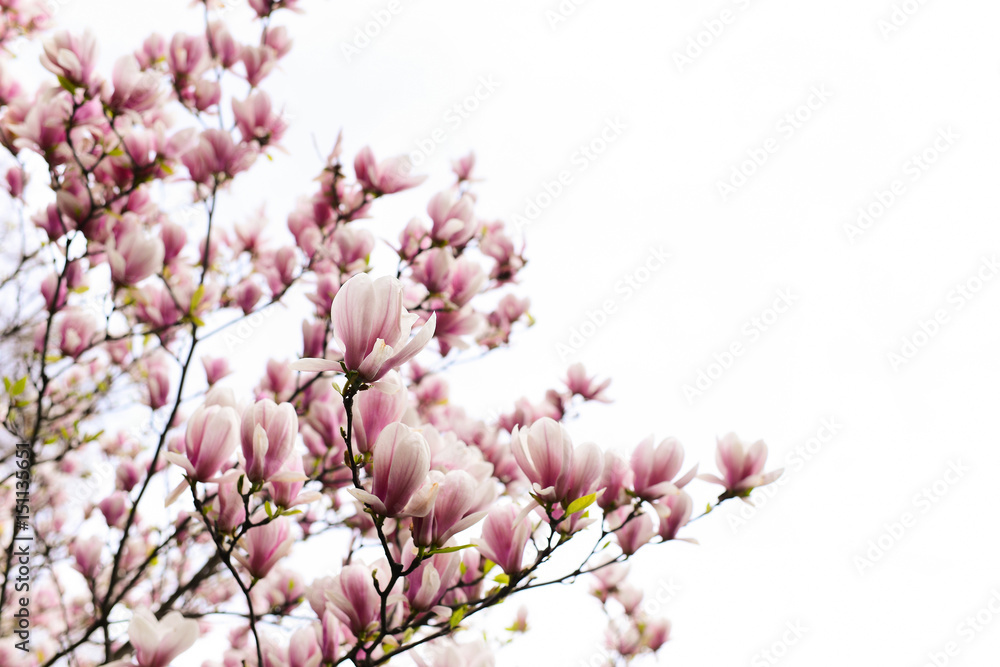 blossoming of magnolia flowers in spring time on white background