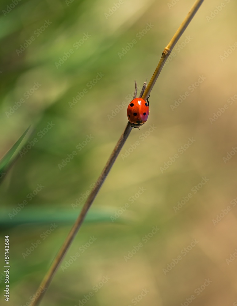 Fototapeta premium Macro of ladybug sitting on plant