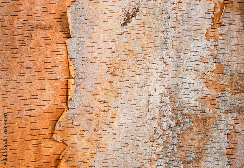 Obraz premium Brzozy drzewa barkentyny tekstury tło
