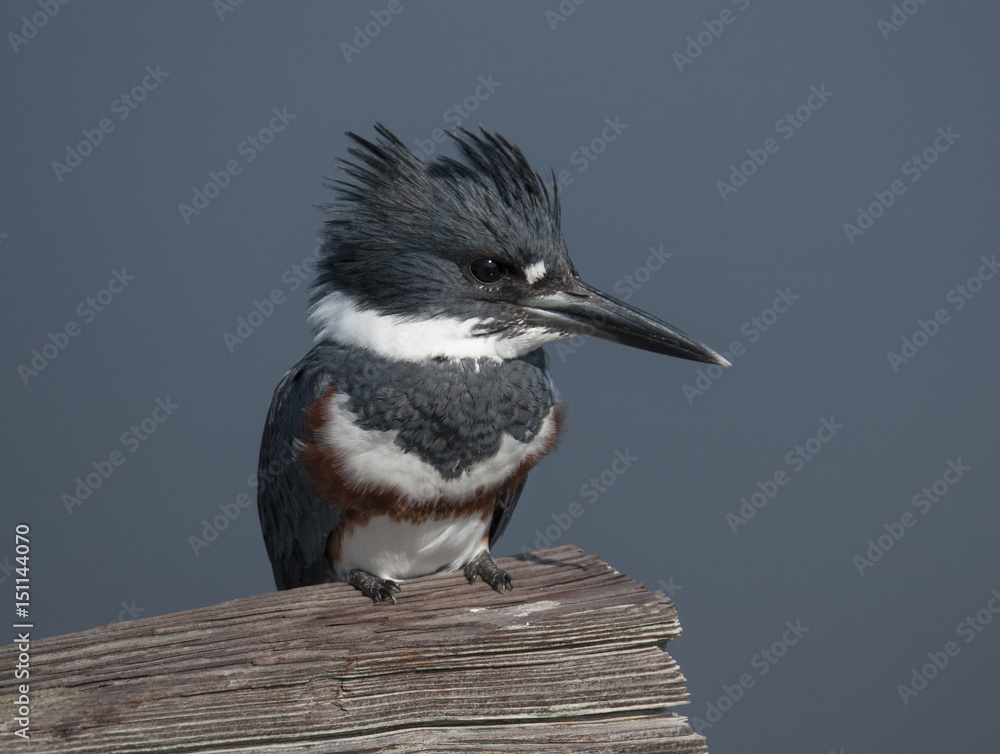 Belted Kingfisher Stock Photo Adobe Stock
