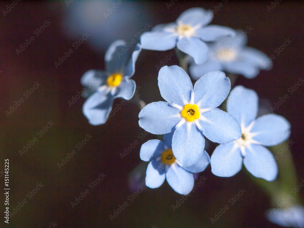 Obraz premium beautiful blue forget me nots small outside macro close detail stunning