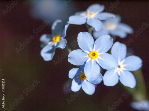 beautiful blue forget me nots small outside macro close detail stunning
