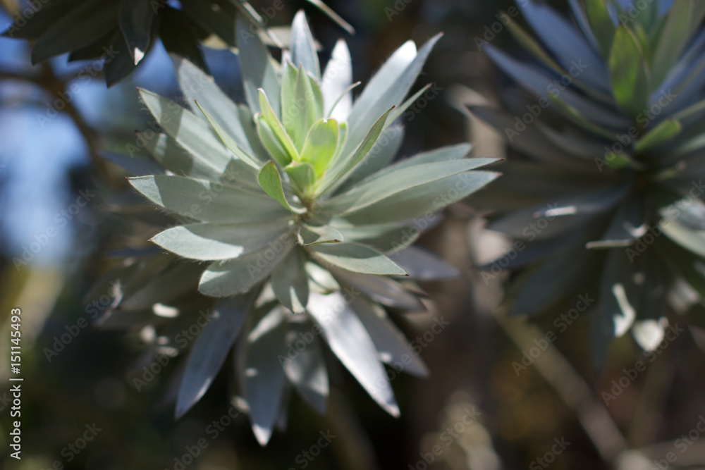 Plant Plant