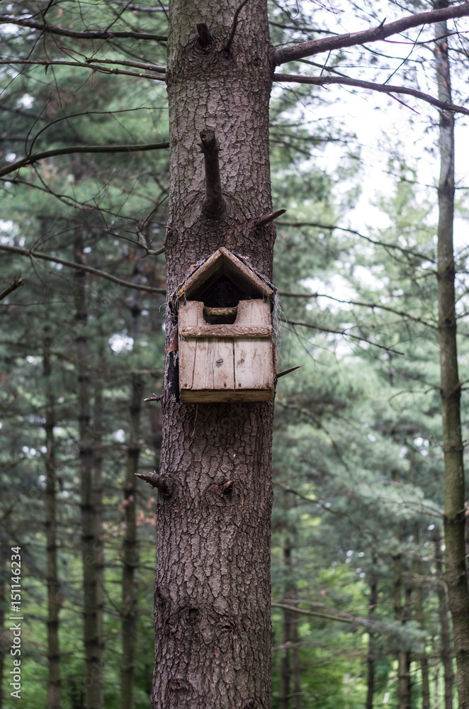 Providing wild birds to a suitable nest can encourage them to return to your garden