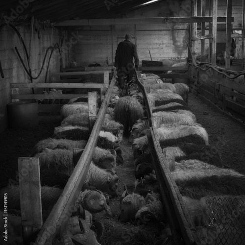 Eastern Iceland Sheep FArm