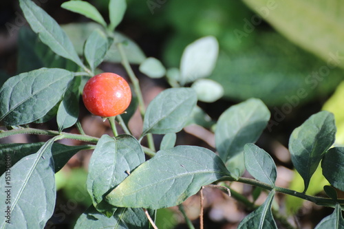 Solanum pseudocapsicum, commonly known as the Jerusalem cherry, with fruits photo