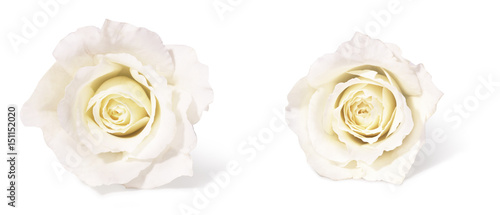 white roses