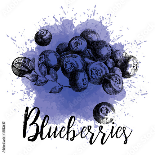 Vector illustration, blueberries in hand-drawn graphics. Forest berry is depicted on a purple watercolor background. Design for packaging blueberry juice, desserts or smoothies