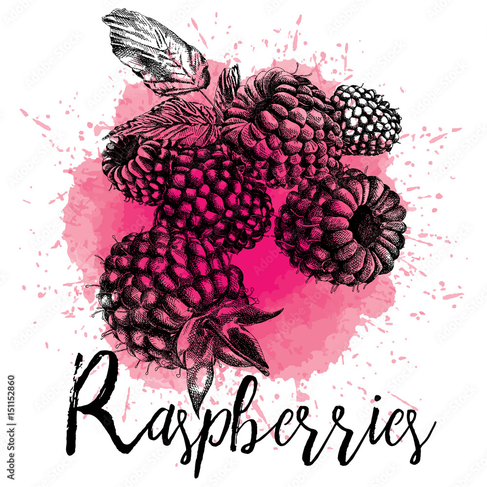 Vector illustration of raspberry in hand-drawn graphics. Forest berry ...