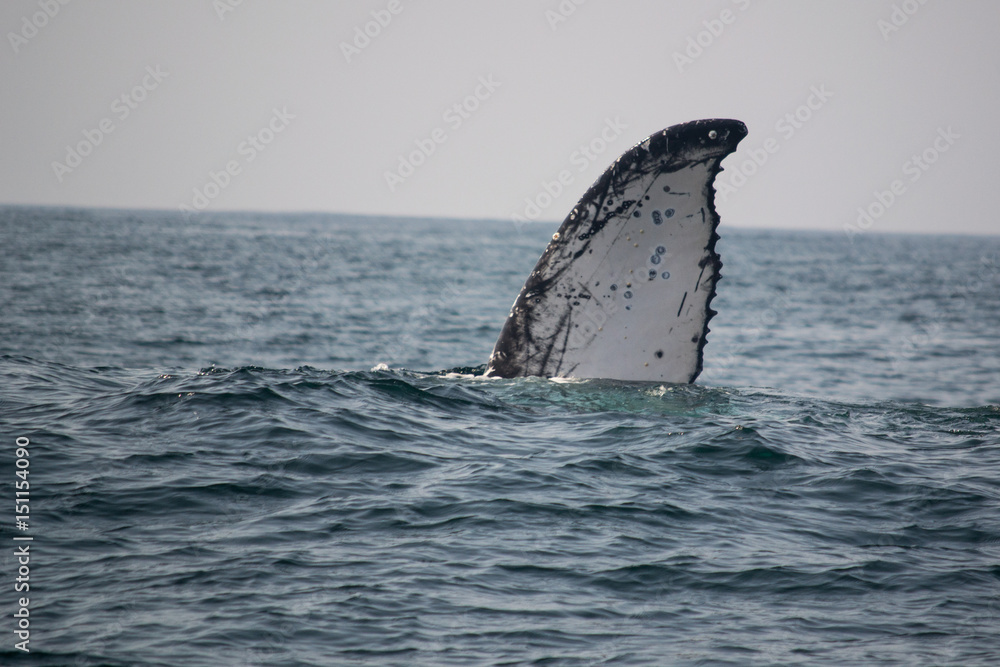 Fototapeta premium Humpback Whales in the Water