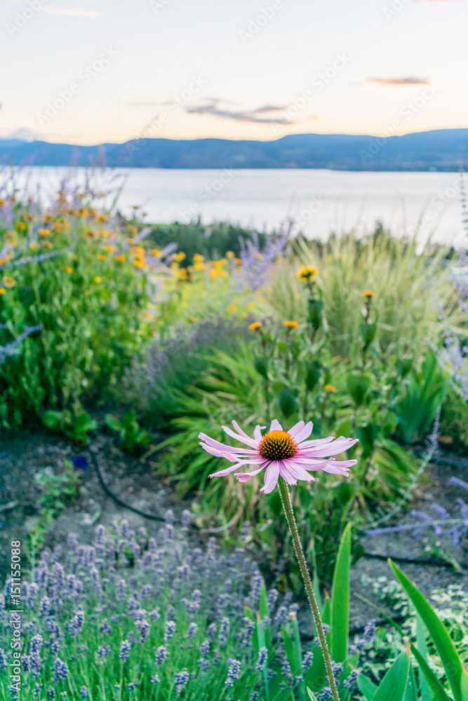 Obraz premium Pink Flower in Garden overlooking Okanagan Valley