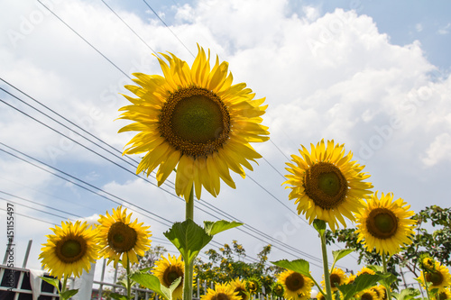 Sunflower blooming outdoors