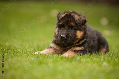 Lying cute german shepherd puppy