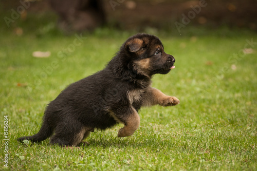 Jumping cute german shepherd puppy