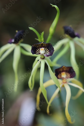 Prosthechea cochleata, the clamshell orchid or cockleshell orchid photo