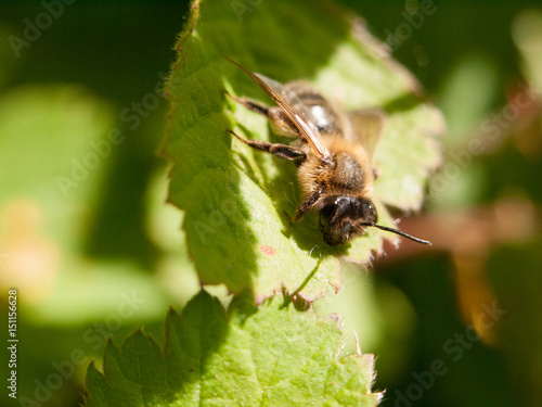a bee outside resting upon a leaf in the spring day time