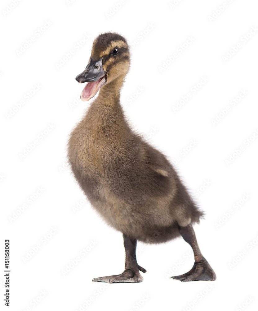 Cute duckling isolated on white background Cute duckling isolated on white background