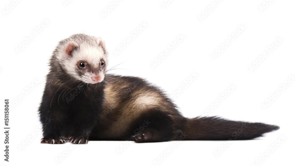 Cute grey ferret in full growth lies isolated Cute grey ferret in full growth lies isolated