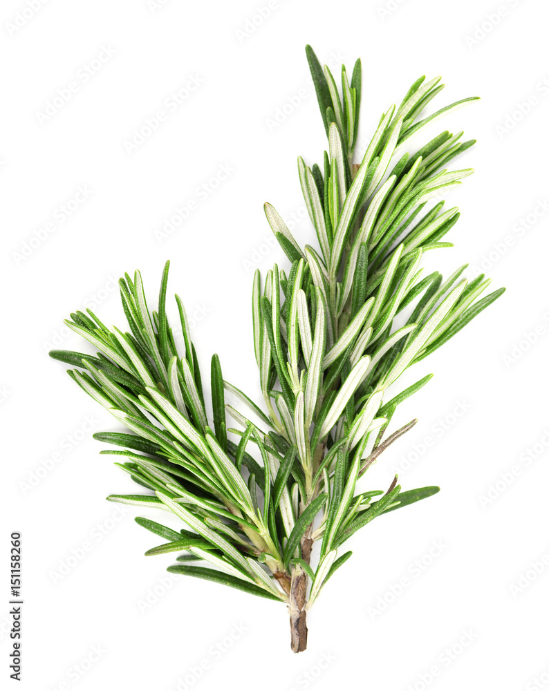 Fototapeta premium Fresh rosemary isolated on white background