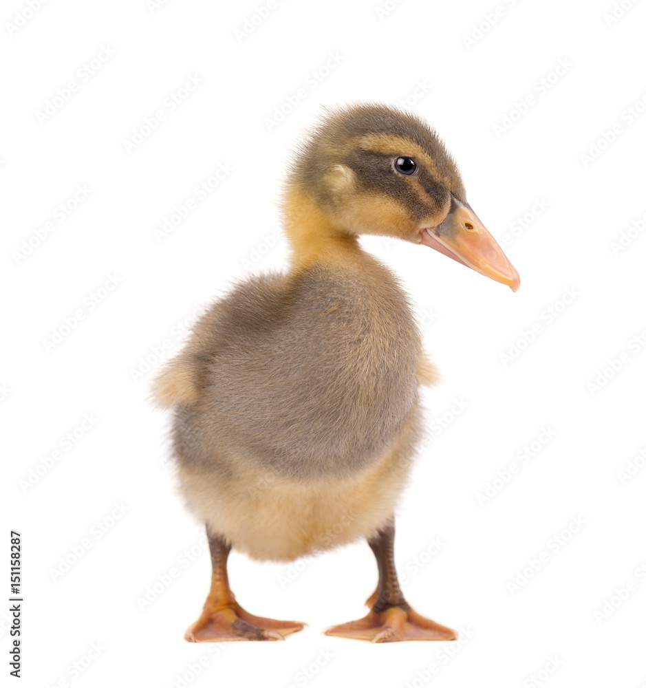 Cute duckling isolated on white background Cute duckling isolated on white background