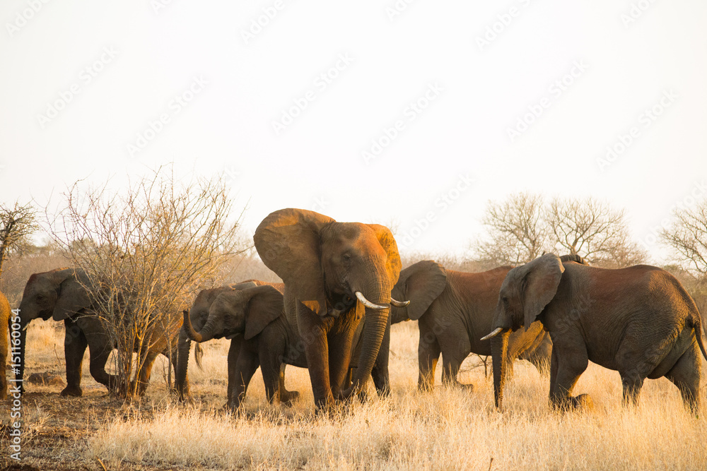 Fototapeta premium African Elephants in the Wild