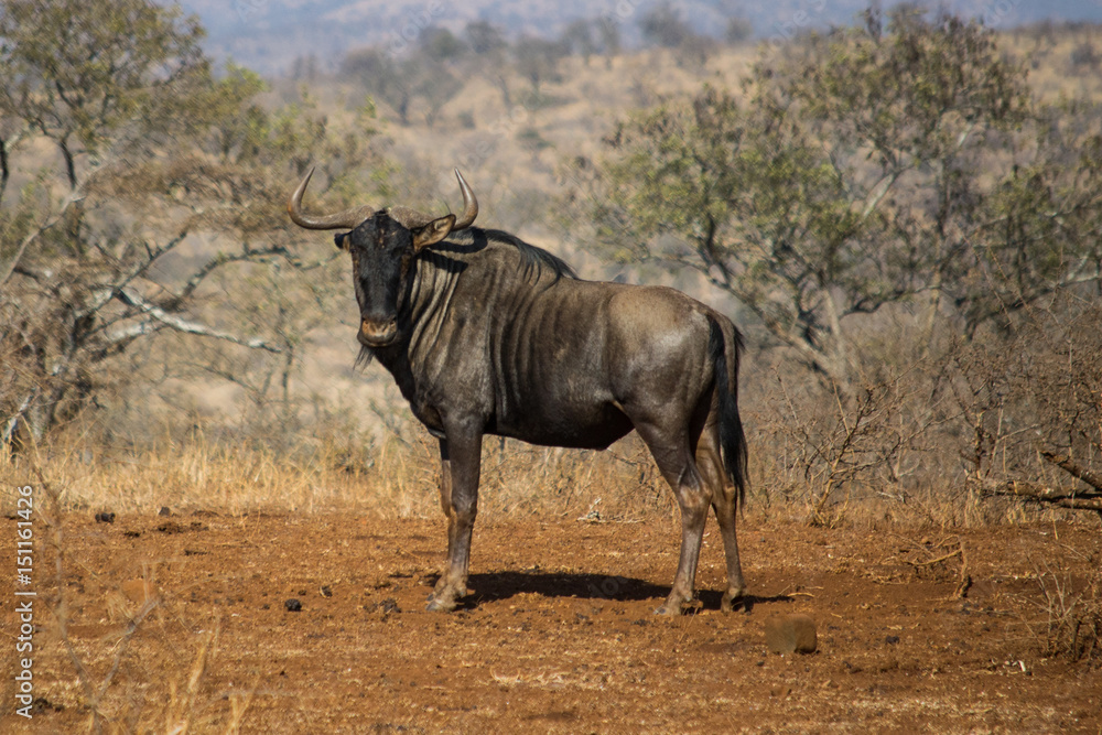 Wildebeest in the Wild of Africa 