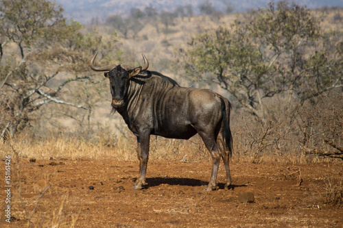 Fototapeta Naklejka Na Ścianę i Meble -  Wildebeest in the Wild of Africa 