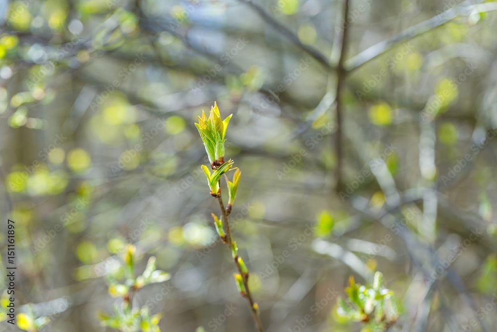 Buds of fresh leaves on tree branches Buds of fresh leaves on tree branches