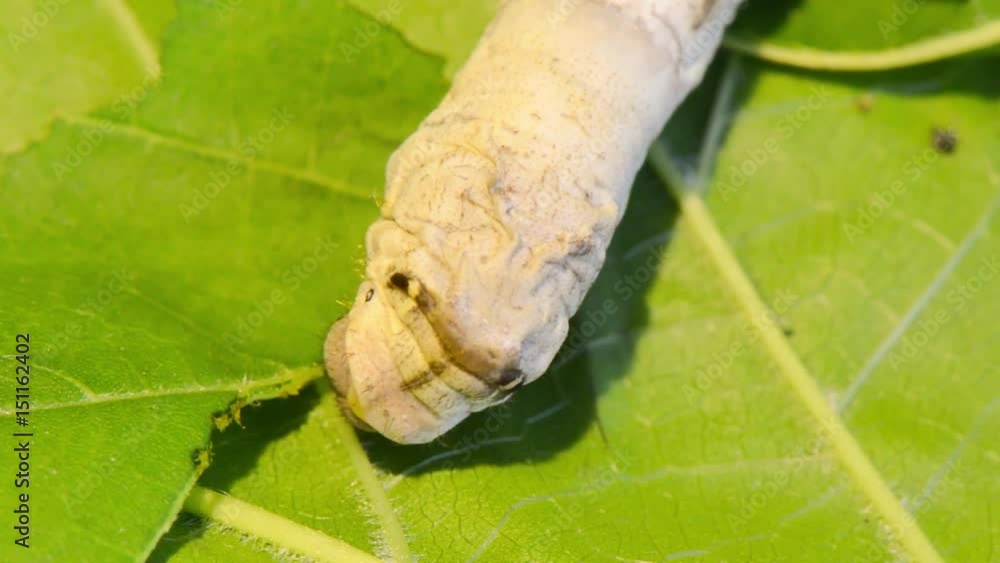 Silk worm eating mulberry leaves. Silk worm feeding with green mulberry leaf. Silk worm eating mulberry leaves. Silk worm feeding with green mulberry leaf.