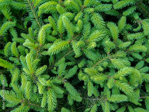 Young green fresh spruce branches