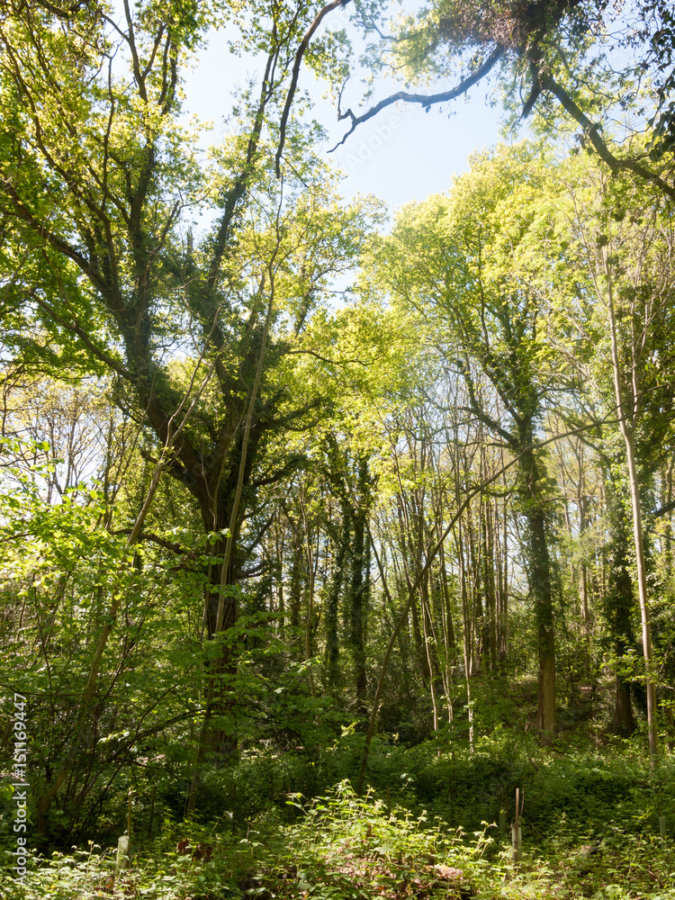 beautiful day time light in the forest during a hot summer's day outside beautiful day time light in the forest during a hot summer's day outside