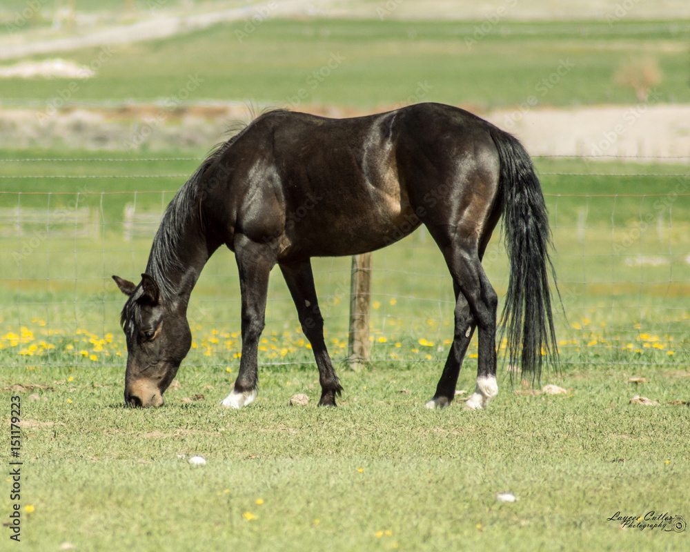 Quarter Horse Love Quarter Horse Love
