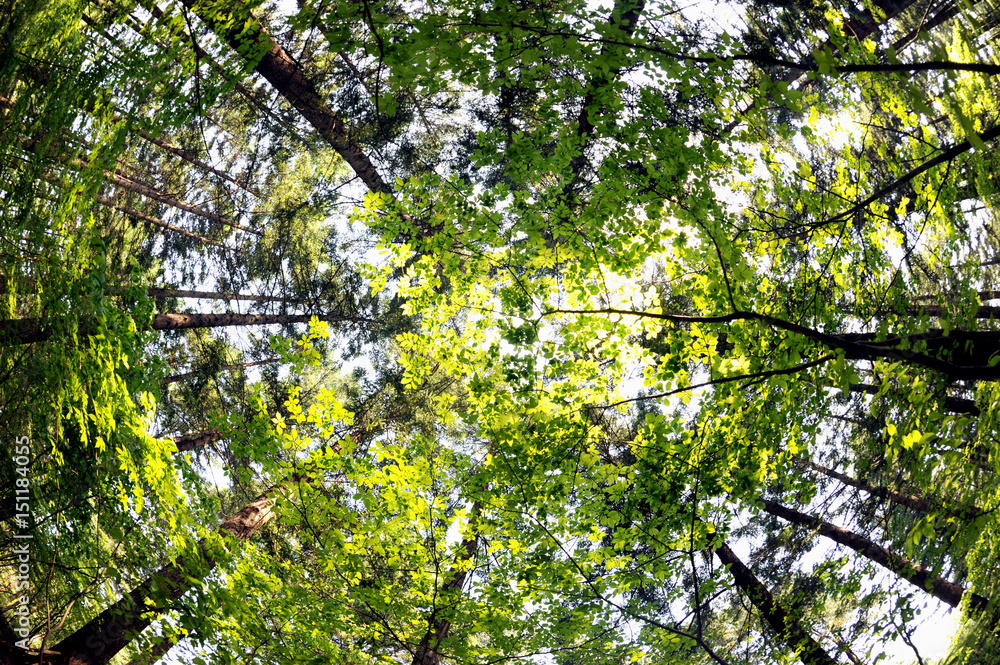 Fototapeta premium Fresh verdure