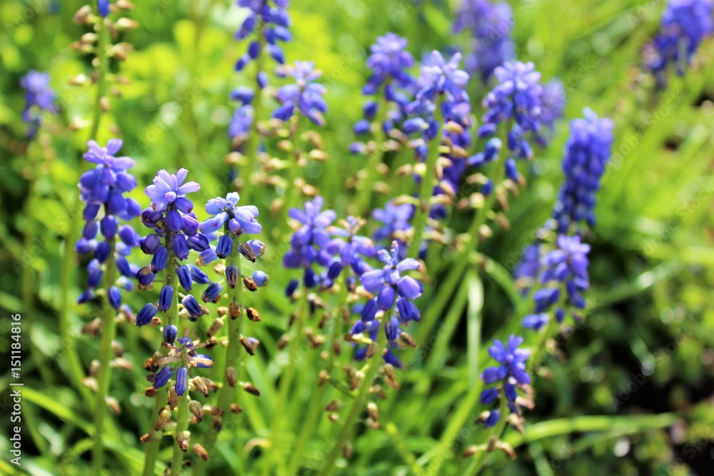 Seeding start muscari flowers Seeding start muscari flowers