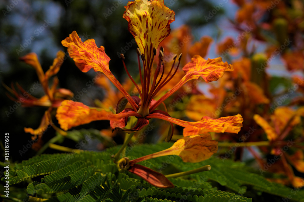 custom made wallpaper toronto digitalCaesalpinia pulcherrima Sw ;Barbadose Pride, Dwarf Poinciana