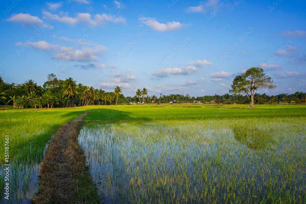 view of paddy field 