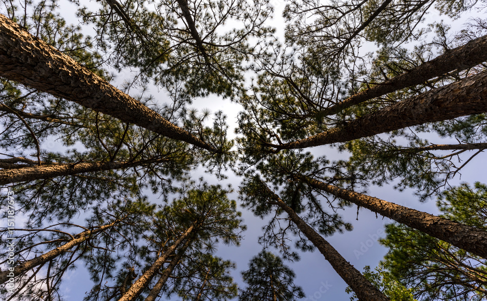 The longleaf pine is native to the southeastern united states . Only 3% of the original longleaf pine forest remains due to timber harvesting. The longleaf pine is native to the southeastern united states . Only 3% of the original longleaf pine forest remains due to timber harvesting.
